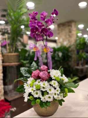 Orkide Aranjman Papatya