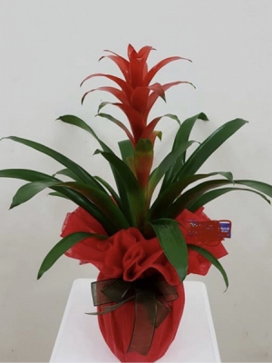 Guzmanya Saksı Çiçeği