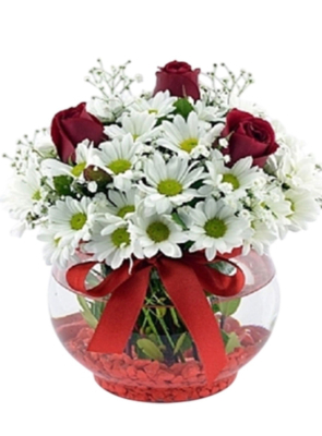 Fanusta Papatya ve 3 Gül