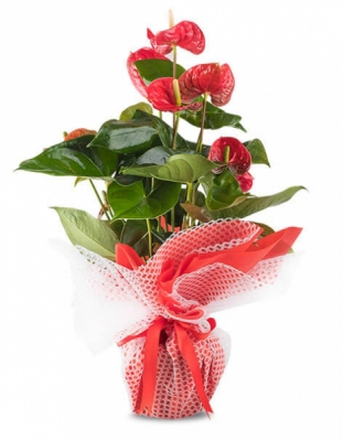 Antoryum Saksı Çiçeği